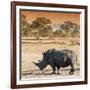 Awesome South Africa Collection Square - Rhinoceros in Savanna at Sunset-Philippe Hugonnard-Framed Photographic Print