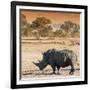 Awesome South Africa Collection Square - Rhinoceros in Savanna at Sunset-Philippe Hugonnard-Framed Photographic Print