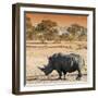 Awesome South Africa Collection Square - Rhinoceros in Savanna at Sunset-Philippe Hugonnard-Framed Photographic Print