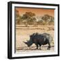 Awesome South Africa Collection Square - Rhinoceros in Savanna at Sunset-Philippe Hugonnard-Framed Photographic Print