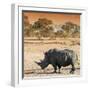 Awesome South Africa Collection Square - Rhinoceros in Savanna at Sunset-Philippe Hugonnard-Framed Photographic Print