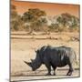 Awesome South Africa Collection Square - Rhinoceros in Savanna at Sunset-Philippe Hugonnard-Mounted Photographic Print