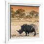 Awesome South Africa Collection Square - Rhinoceros in Savanna at Sunset-Philippe Hugonnard-Framed Photographic Print