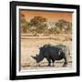 Awesome South Africa Collection Square - Rhinoceros in Savanna at Sunset-Philippe Hugonnard-Framed Photographic Print