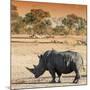 Awesome South Africa Collection Square - Rhinoceros in Savanna at Sunset-Philippe Hugonnard-Mounted Photographic Print