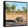 Awesome South Africa Collection Square - Rhinoceros in Savanna Landscape at Sunset-Philippe Hugonnard-Framed Stretched Canvas