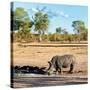 Awesome South Africa Collection Square - Rhinoceros in Savanna Landscape at Sunset-Philippe Hugonnard-Stretched Canvas