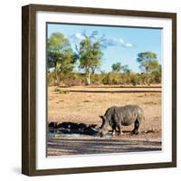 Awesome South Africa Collection Square - Rhinoceros in Savanna Landscape at Sunset-Philippe Hugonnard-Framed Photographic Print