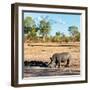 Awesome South Africa Collection Square - Rhinoceros in Savanna Landscape at Sunset-Philippe Hugonnard-Framed Photographic Print