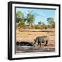 Awesome South Africa Collection Square - Rhinoceros in Savanna Landscape at Sunset-Philippe Hugonnard-Framed Photographic Print