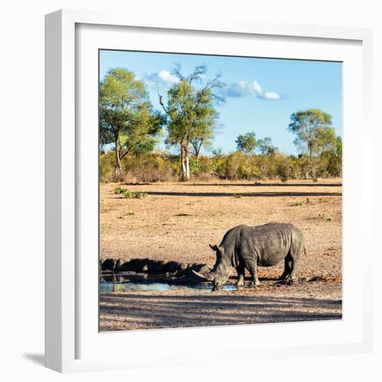 Awesome South Africa Collection Square - Rhinoceros in Savanna Landscape at Sunset-Philippe Hugonnard-Framed Photographic Print