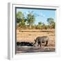 Awesome South Africa Collection Square - Rhinoceros in Savanna Landscape at Sunset-Philippe Hugonnard-Framed Photographic Print