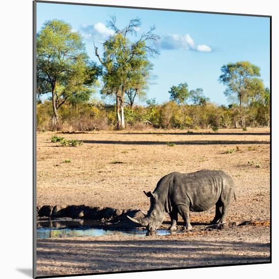 Awesome South Africa Collection Square - Rhinoceros in Savanna Landscape at Sunset-Philippe Hugonnard-Mounted Photographic Print