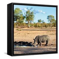 Awesome South Africa Collection Square - Rhinoceros in Savanna Landscape at Sunset-Philippe Hugonnard-Framed Stretched Canvas
