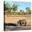 Awesome South Africa Collection Square - Rhinoceros in Savanna Landscape at Sunset-Philippe Hugonnard-Stretched Canvas