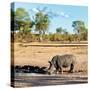 Awesome South Africa Collection Square - Rhinoceros in Savanna Landscape at Sunset-Philippe Hugonnard-Stretched Canvas