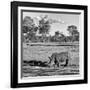 Awesome South Africa Collection Square - Rhinoceros in Savanna Landscape-Philippe Hugonnard-Framed Photographic Print