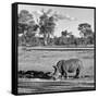 Awesome South Africa Collection Square - Rhinoceros in Savanna Landscape-Philippe Hugonnard-Framed Stretched Canvas