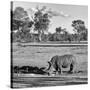 Awesome South Africa Collection Square - Rhinoceros in Savanna Landscape-Philippe Hugonnard-Stretched Canvas