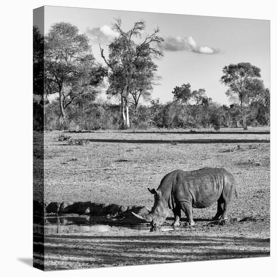 Awesome South Africa Collection Square - Rhinoceros in Savanna Landscape-Philippe Hugonnard-Stretched Canvas