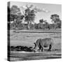 Awesome South Africa Collection Square - Rhinoceros in Savanna Landscape-Philippe Hugonnard-Stretched Canvas