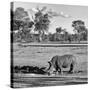 Awesome South Africa Collection Square - Rhinoceros in Savanna Landscape-Philippe Hugonnard-Stretched Canvas