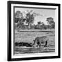 Awesome South Africa Collection Square - Rhinoceros in Savanna Landscape-Philippe Hugonnard-Framed Photographic Print