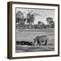 Awesome South Africa Collection Square - Rhinoceros in Savanna Landscape-Philippe Hugonnard-Framed Photographic Print