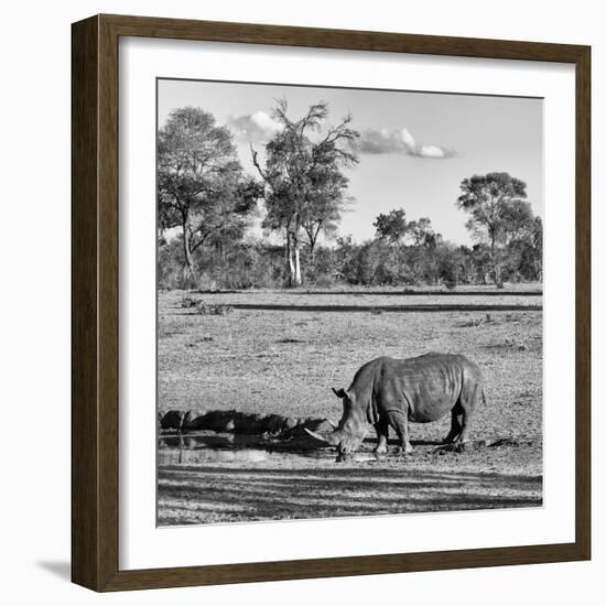 Awesome South Africa Collection Square - Rhinoceros in Savanna Landscape-Philippe Hugonnard-Framed Photographic Print