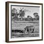 Awesome South Africa Collection Square - Rhinoceros in Savanna Landscape-Philippe Hugonnard-Framed Photographic Print