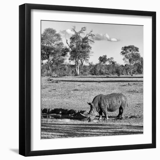 Awesome South Africa Collection Square - Rhinoceros in Savanna Landscape-Philippe Hugonnard-Framed Photographic Print