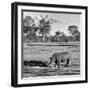 Awesome South Africa Collection Square - Rhinoceros in Savanna Landscape-Philippe Hugonnard-Framed Photographic Print