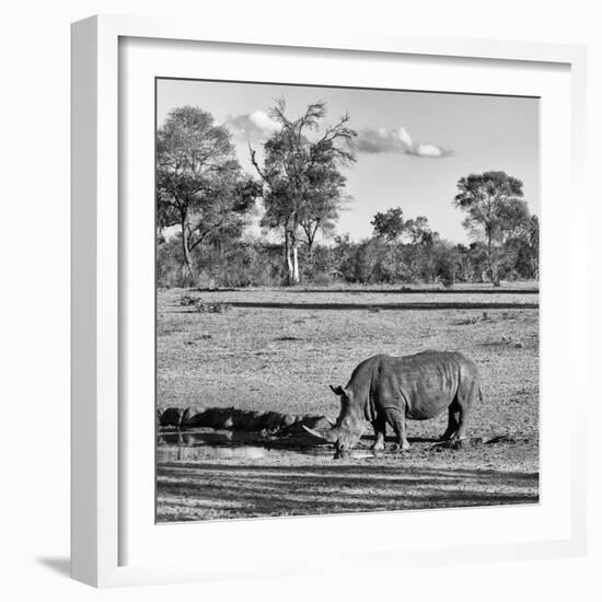 Awesome South Africa Collection Square - Rhinoceros in Savanna Landscape-Philippe Hugonnard-Framed Photographic Print