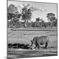 Awesome South Africa Collection Square - Rhinoceros in Savanna Landscape-Philippe Hugonnard-Mounted Photographic Print