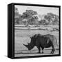 Awesome South Africa Collection Square - Rhinoceros in Savanna-Philippe Hugonnard-Framed Stretched Canvas