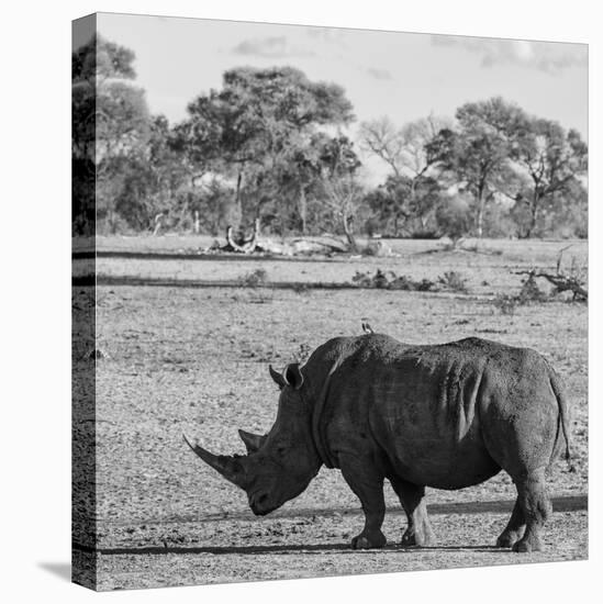 Awesome South Africa Collection Square - Rhinoceros in Savanna-Philippe Hugonnard-Stretched Canvas