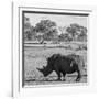 Awesome South Africa Collection Square - Rhinoceros in Savanna-Philippe Hugonnard-Framed Photographic Print