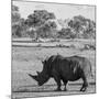 Awesome South Africa Collection Square - Rhinoceros in Savanna-Philippe Hugonnard-Mounted Photographic Print