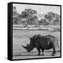 Awesome South Africa Collection Square - Rhinoceros in Savanna-Philippe Hugonnard-Framed Stretched Canvas