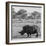 Awesome South Africa Collection Square - Rhinoceros in Savanna-Philippe Hugonnard-Framed Photographic Print