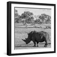 Awesome South Africa Collection Square - Rhinoceros in Savanna-Philippe Hugonnard-Framed Photographic Print