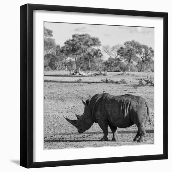 Awesome South Africa Collection Square - Rhinoceros in Savanna-Philippe Hugonnard-Framed Photographic Print