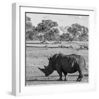 Awesome South Africa Collection Square - Rhinoceros in Savanna-Philippe Hugonnard-Framed Photographic Print