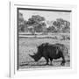 Awesome South Africa Collection Square - Rhinoceros in Savanna-Philippe Hugonnard-Framed Photographic Print