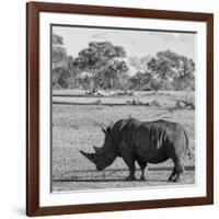 Awesome South Africa Collection Square - Rhinoceros in Savanna-Philippe Hugonnard-Framed Photographic Print