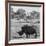 Awesome South Africa Collection Square - Rhinoceros in Savanna-Philippe Hugonnard-Framed Photographic Print