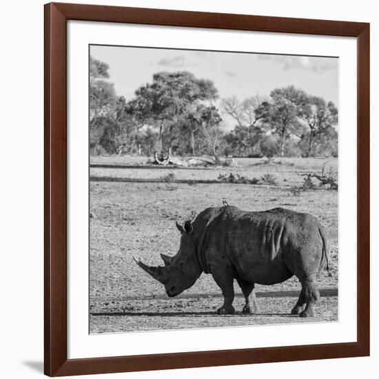 Awesome South Africa Collection Square - Rhinoceros in Savanna-Philippe Hugonnard-Framed Photographic Print