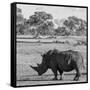 Awesome South Africa Collection Square - Rhinoceros in Savanna-Philippe Hugonnard-Framed Stretched Canvas