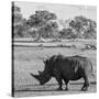 Awesome South Africa Collection Square - Rhinoceros in Savanna-Philippe Hugonnard-Stretched Canvas