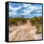 Awesome South Africa Collection Square - Road in Savannah-Philippe Hugonnard-Framed Stretched Canvas
